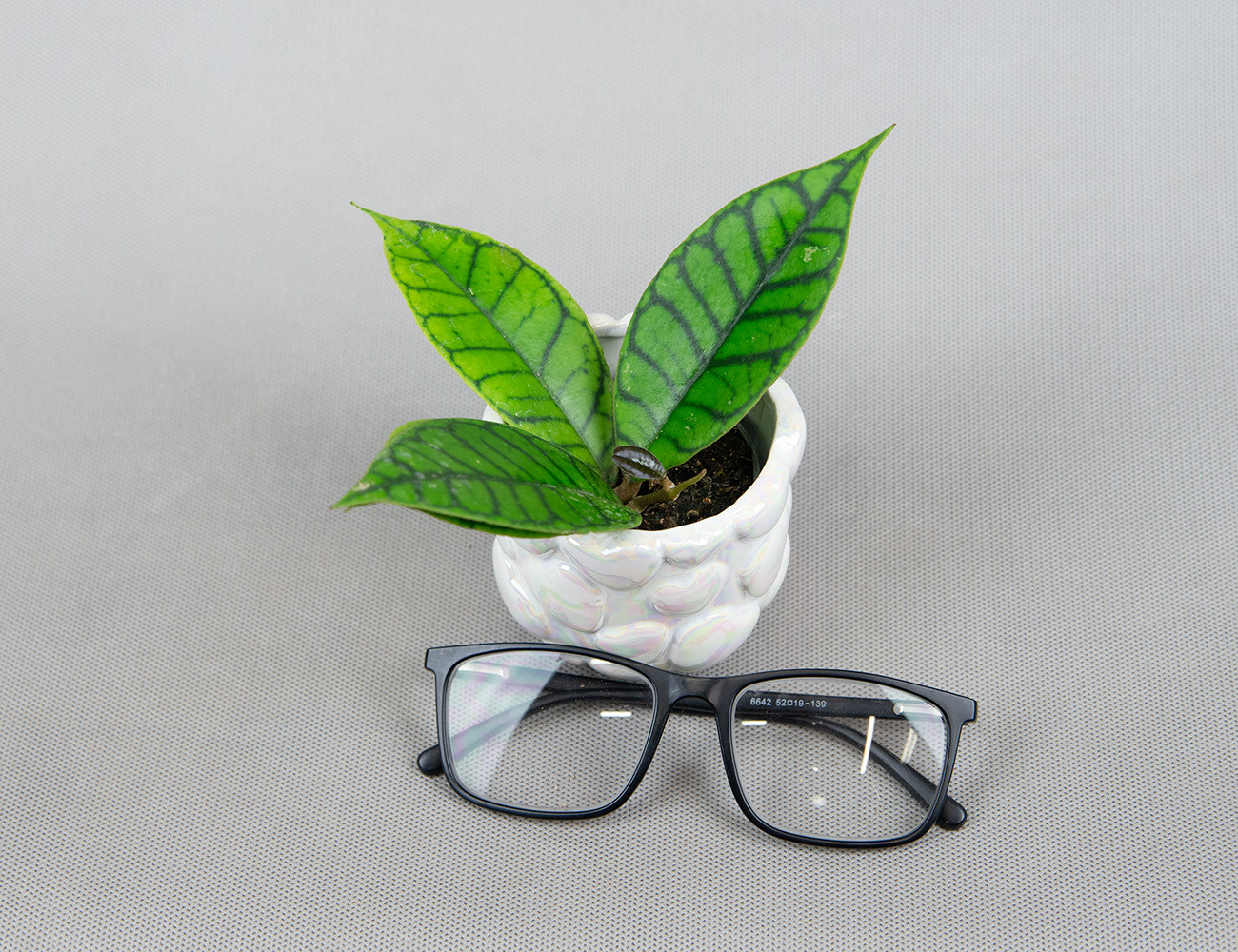 Хойя Калистофилла Ø6