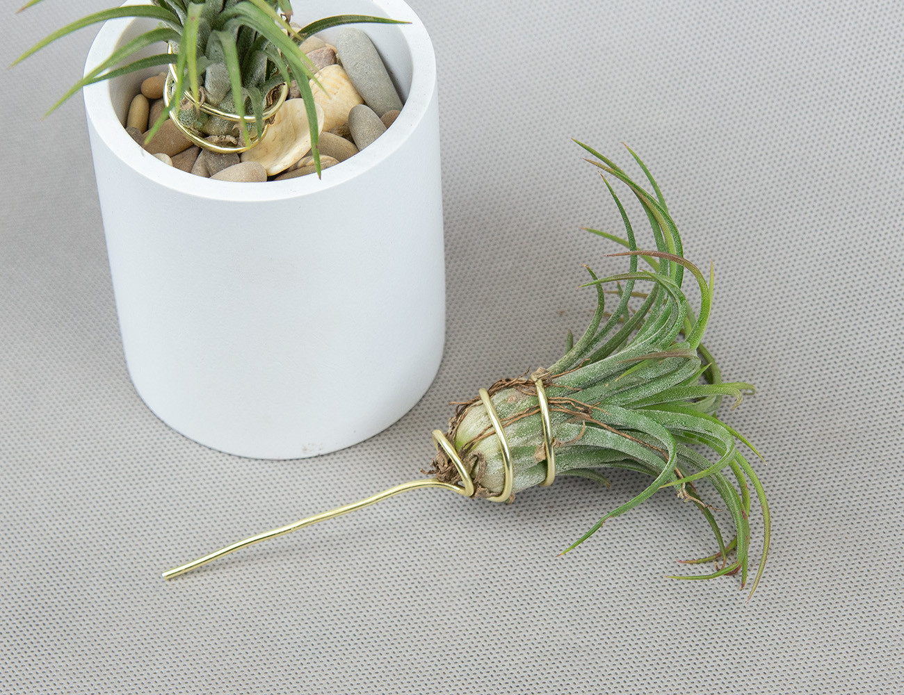 Тилландсия Ионанта на подставке