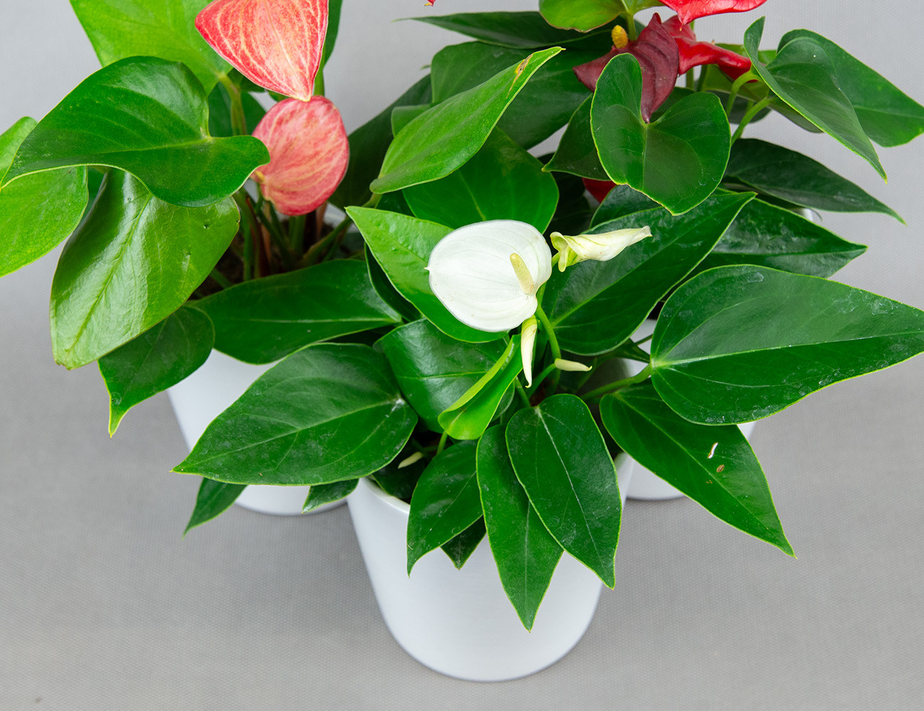 Антуриум микс Ø9