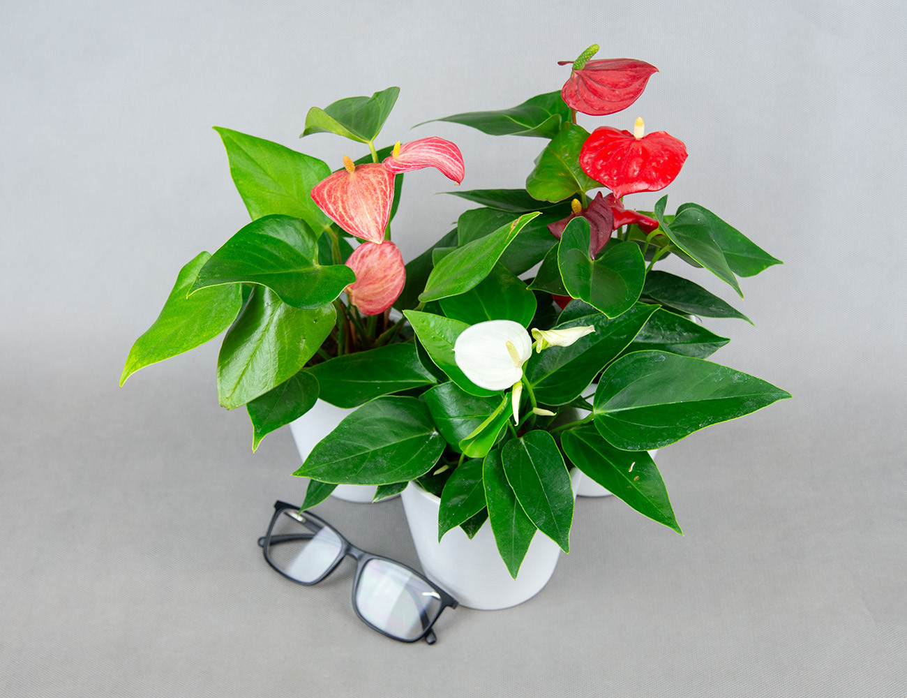 Антуриум микс Ø9