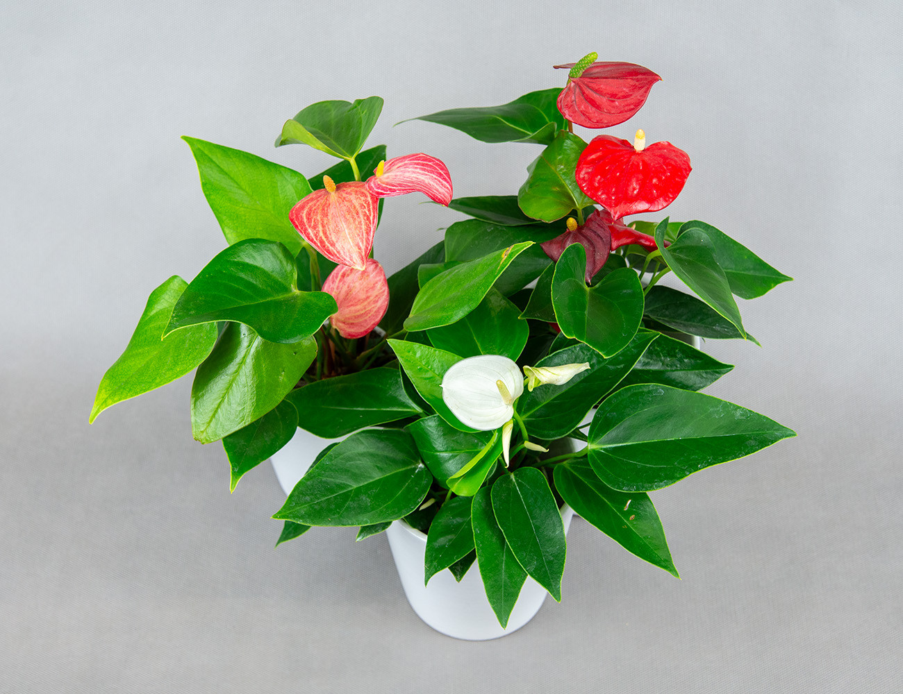 Антуриум микс Ø9