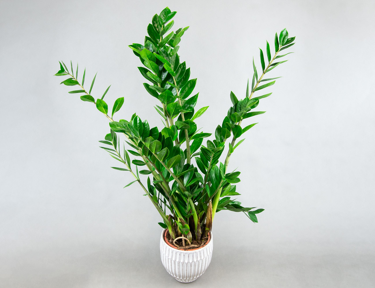 Замиокулькас Замифолия Ø17H80