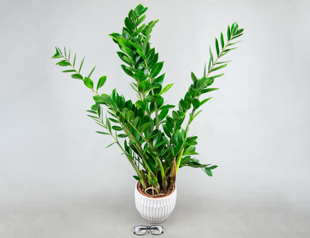 Замиокулькас Замифолия Ø17H80