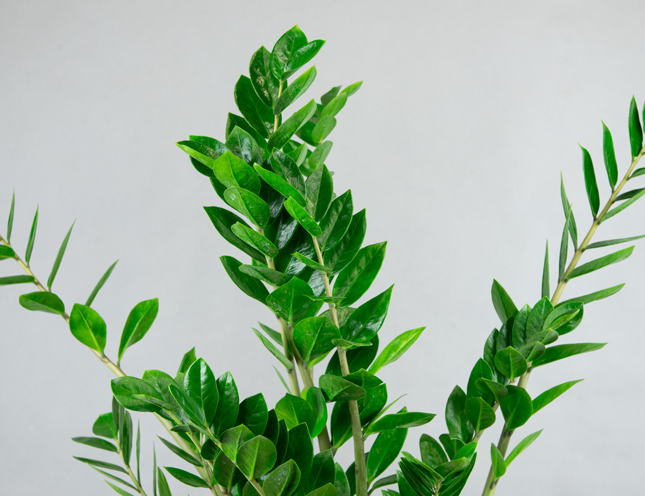 Замиокулькас Замифолия Ø17H80