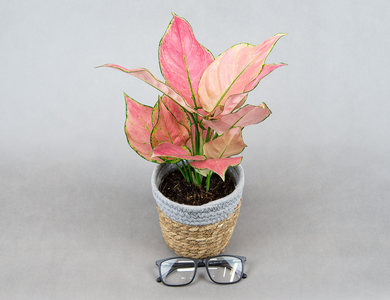 Аглаонема Raspberry Love