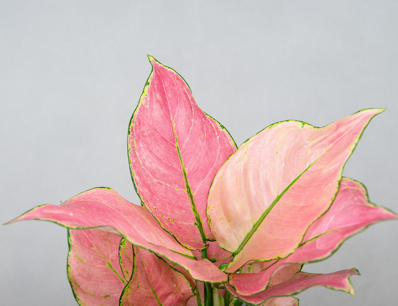 Аглаонема Raspberry Love