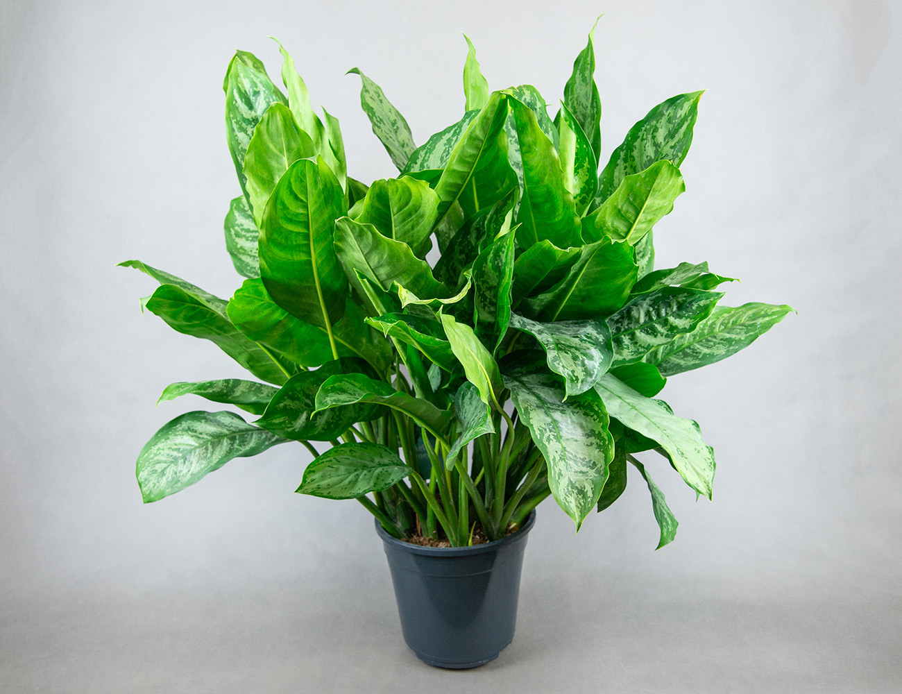 Аглаонема Шанталь Ø24