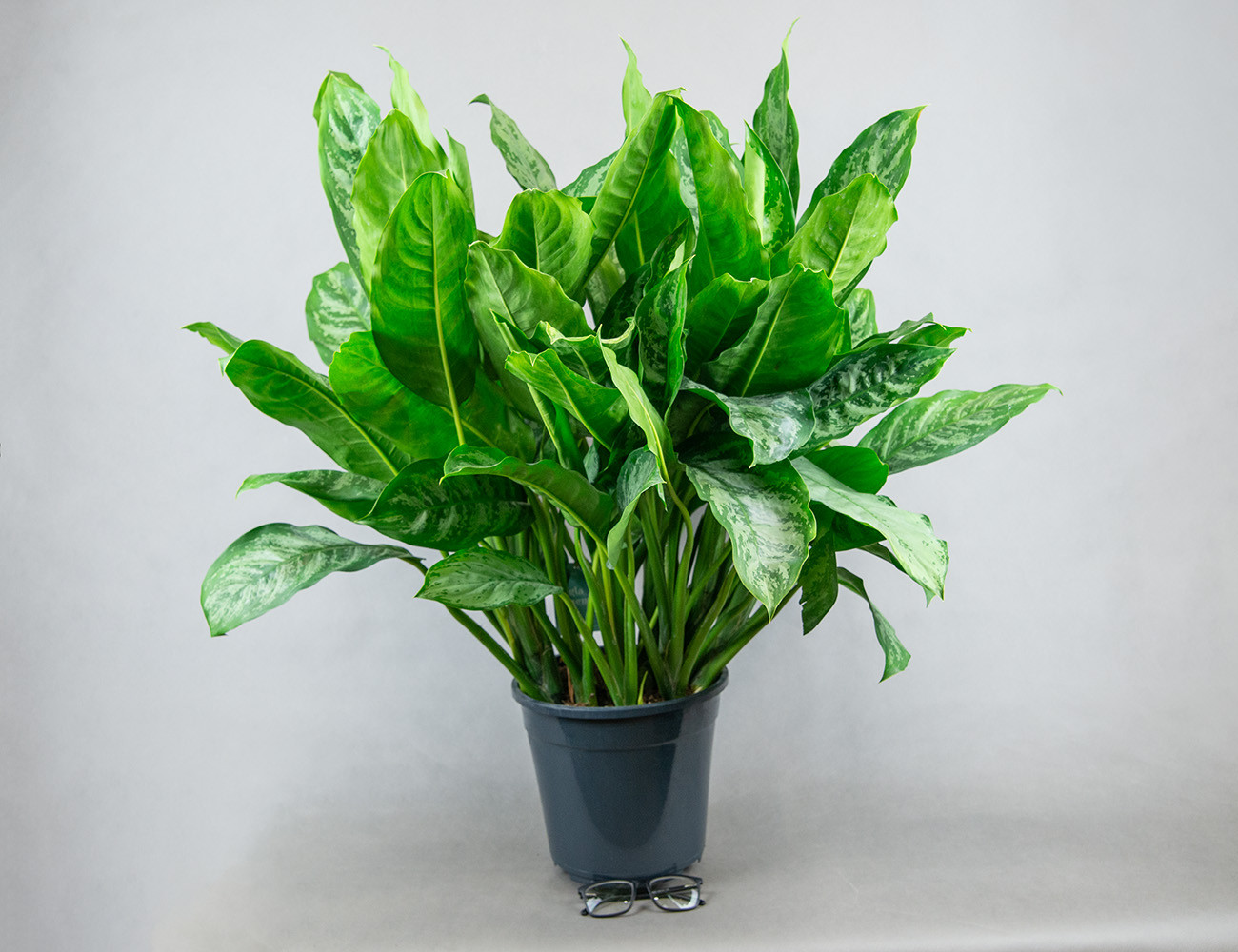 Аглаонема Шанталь Ø24