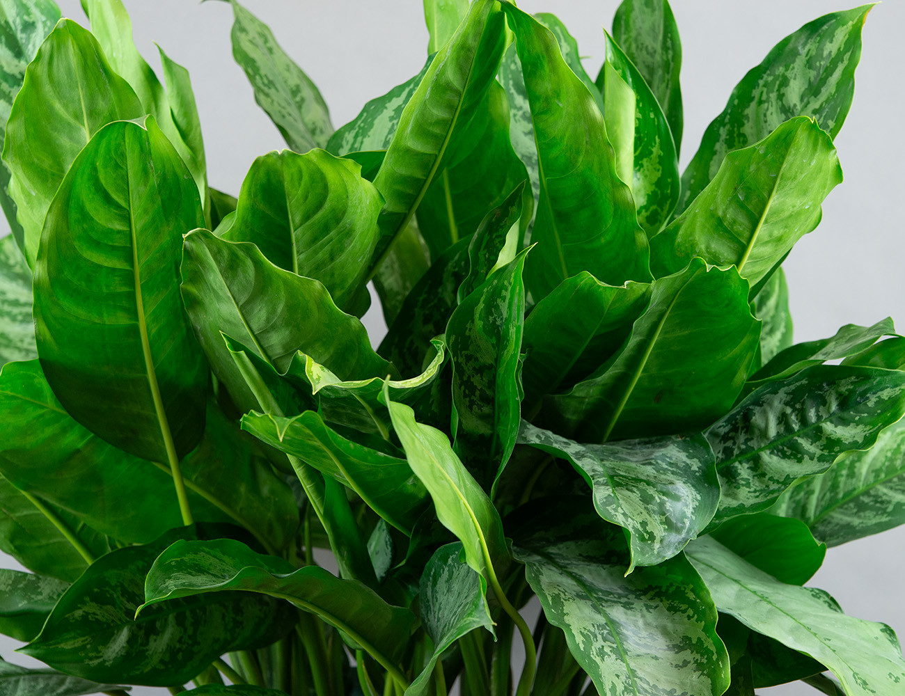 Аглаонема Шанталь Ø24