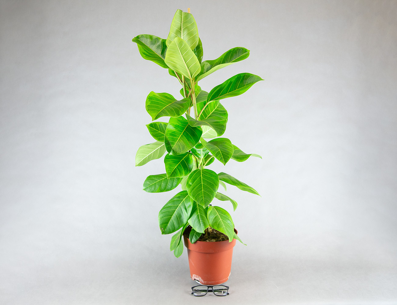 Фикус Альтиссима Yellow Gem Ø21