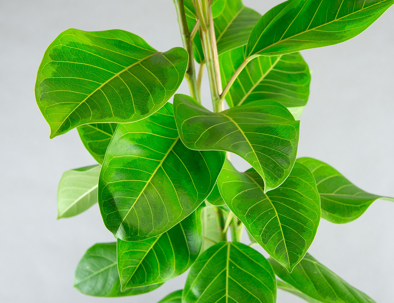 Фикус Альтиссима Yellow Gem Ø21