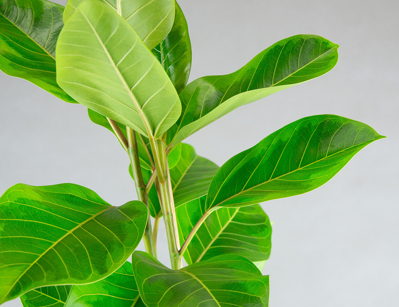 Фикус Альтиссима Yellow Gem Ø21