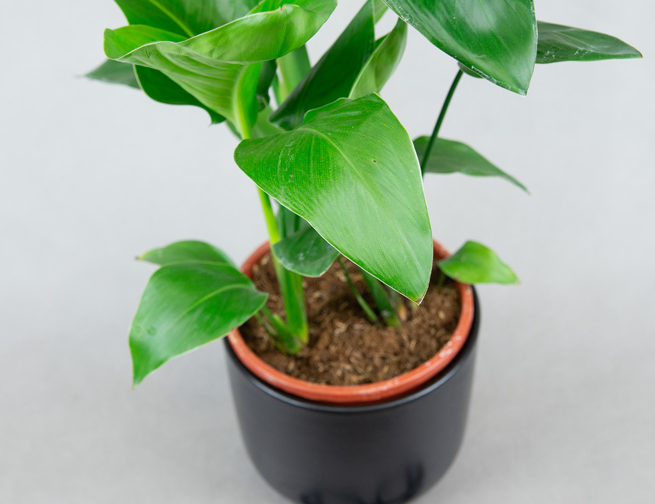 Стрелиция Николая Ø17H60