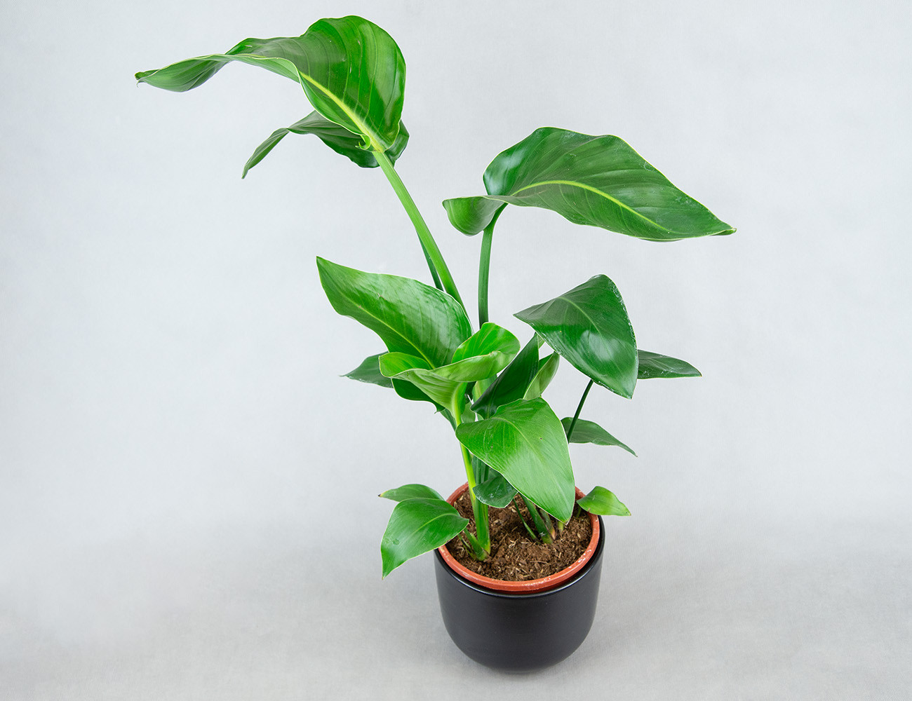 Стрелиция Николая Ø17H60