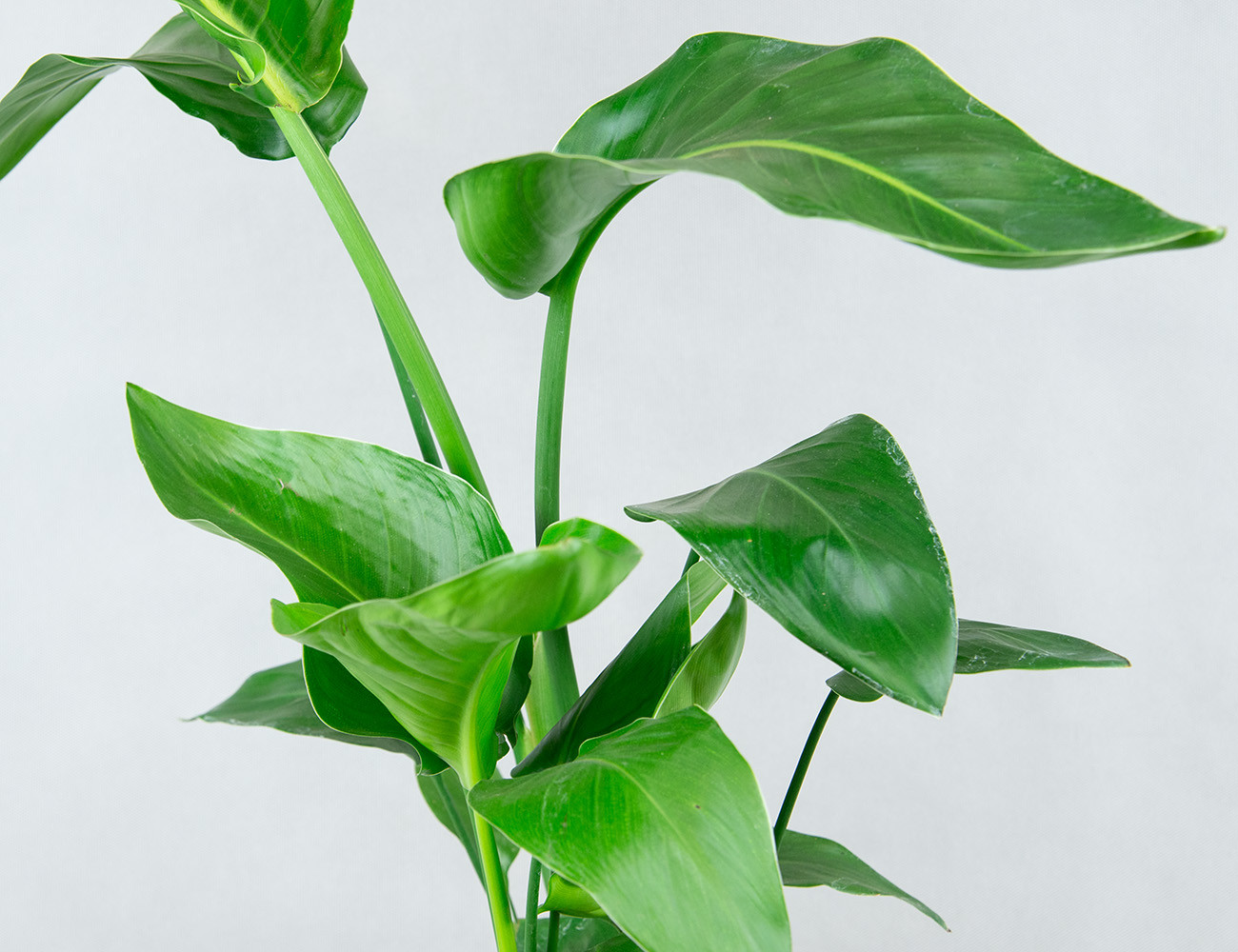 Стрелиция Николая Ø17H60