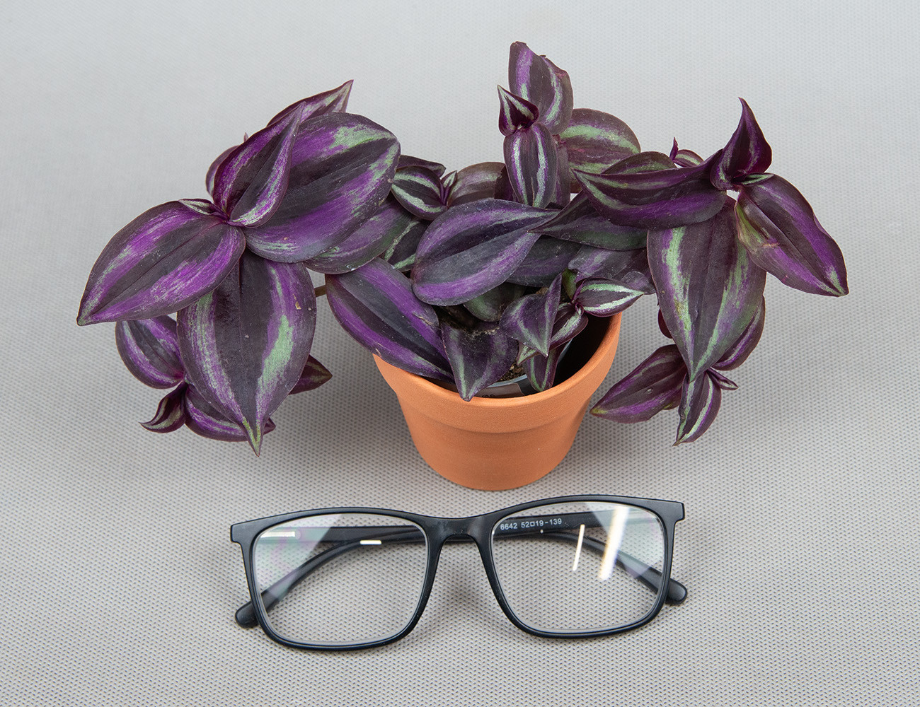 Традесканция Purple Joy Ø6