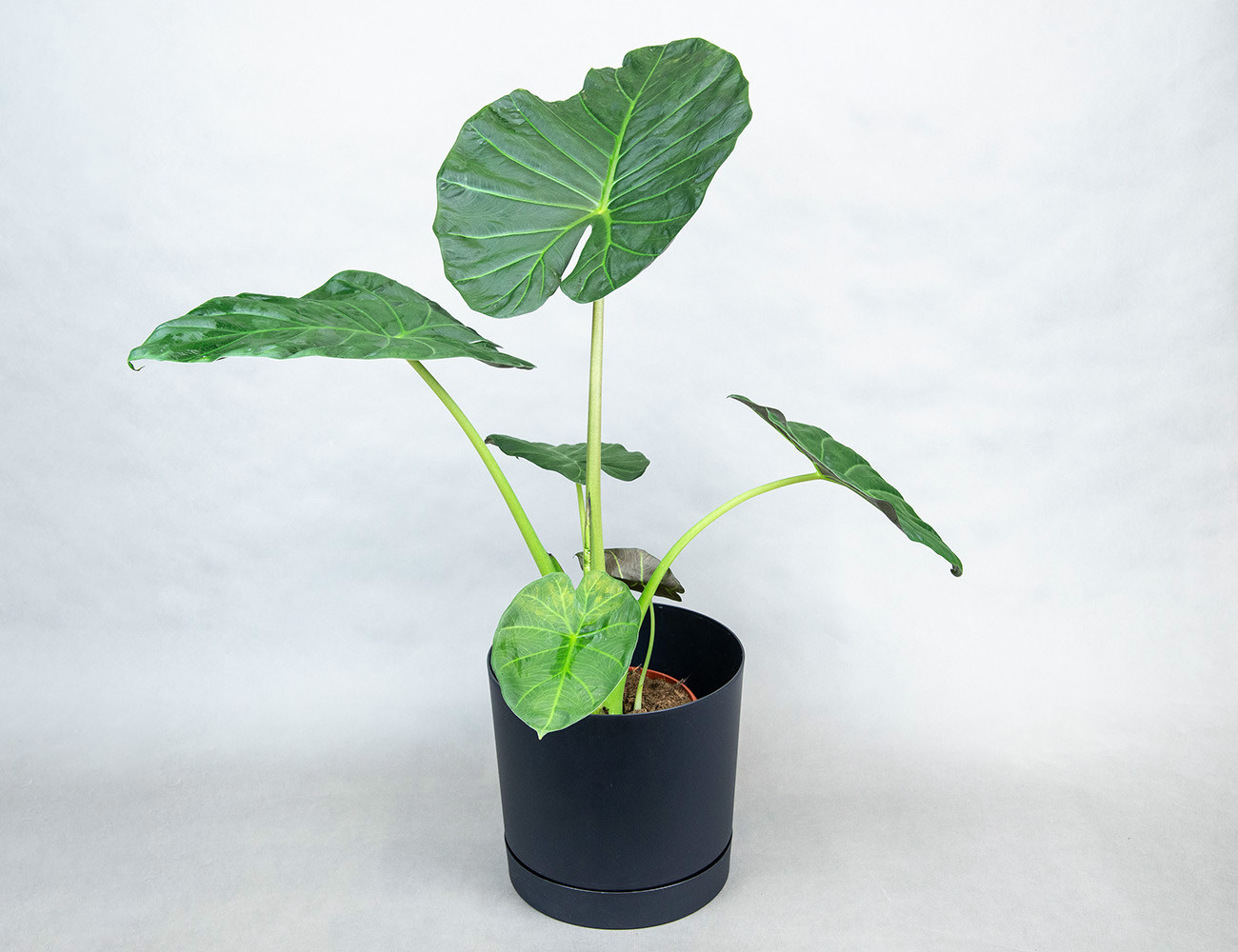 Алоказия Регал Шилдс 85 см