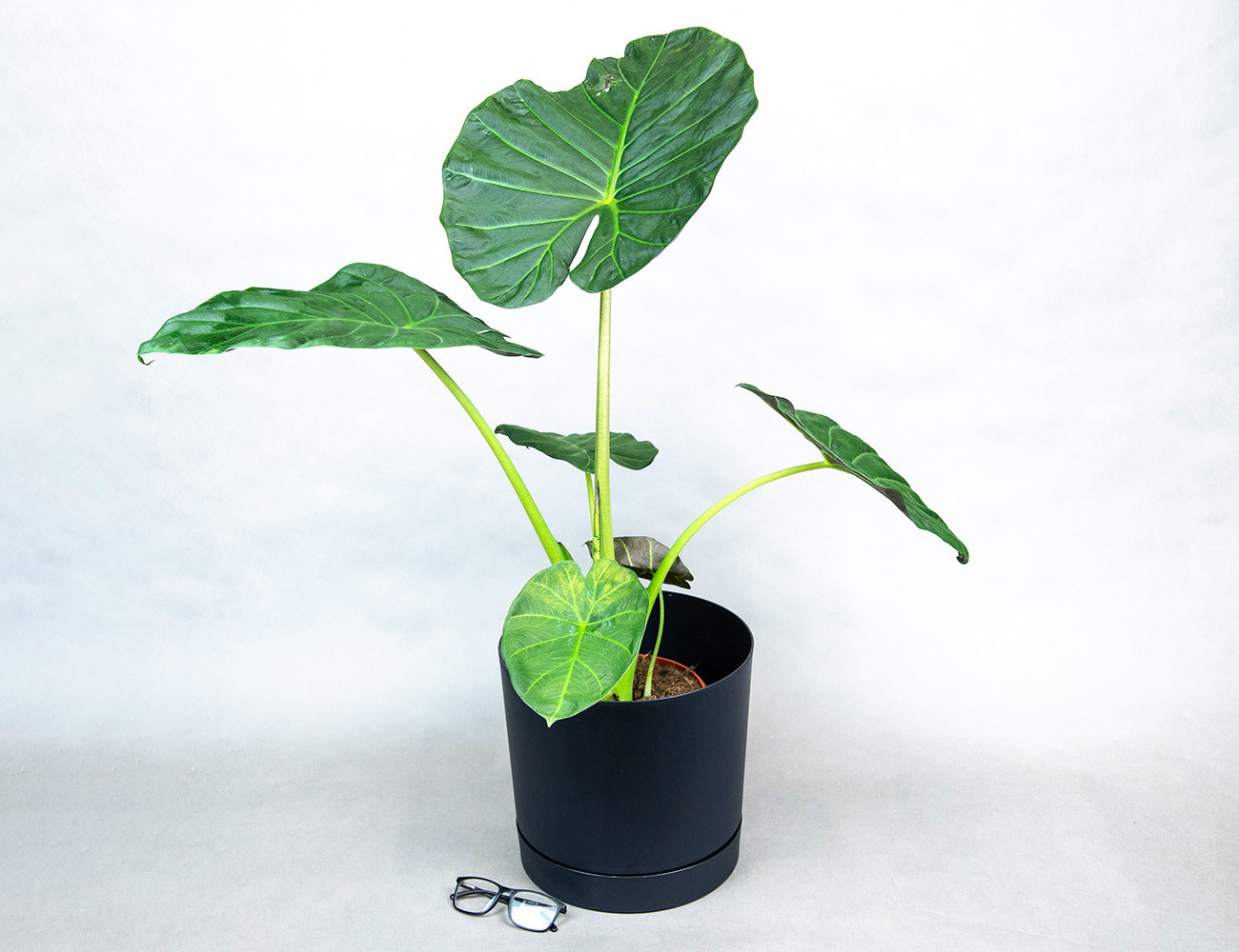 Алоказия Регал Шилдс 85 см