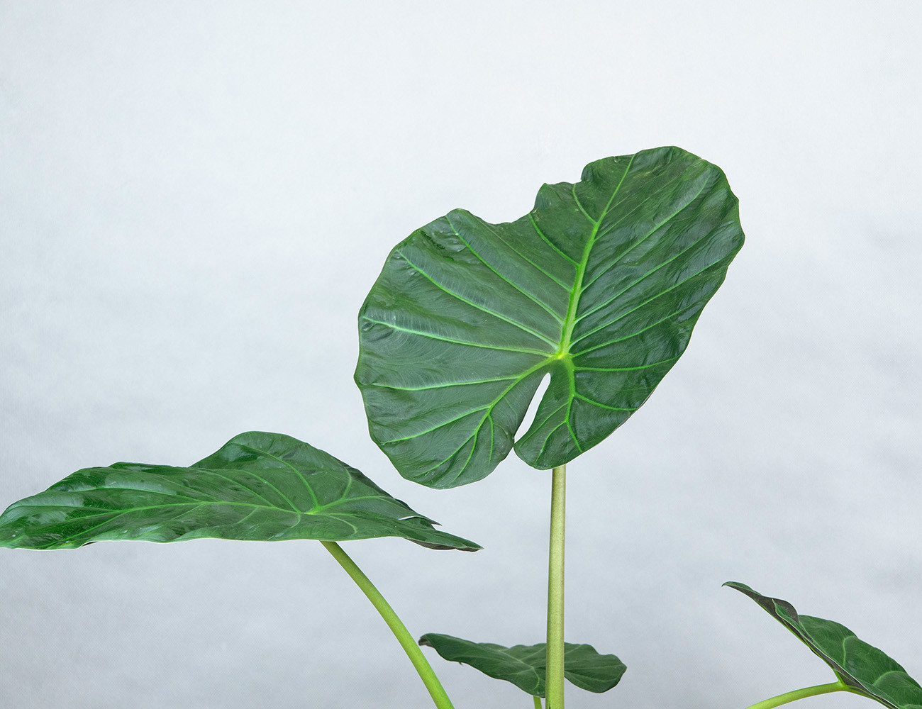 Алоказия Регал Шилдс 85 см