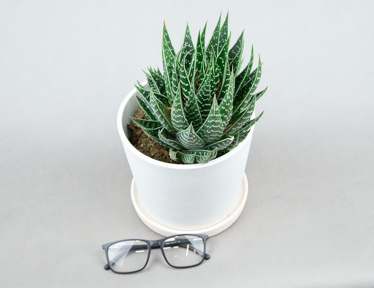 Алоэ Интерстеллар Ø17