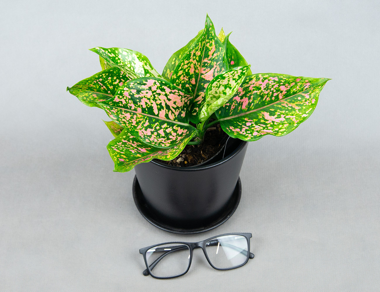 Аглаонема Pink Leopard