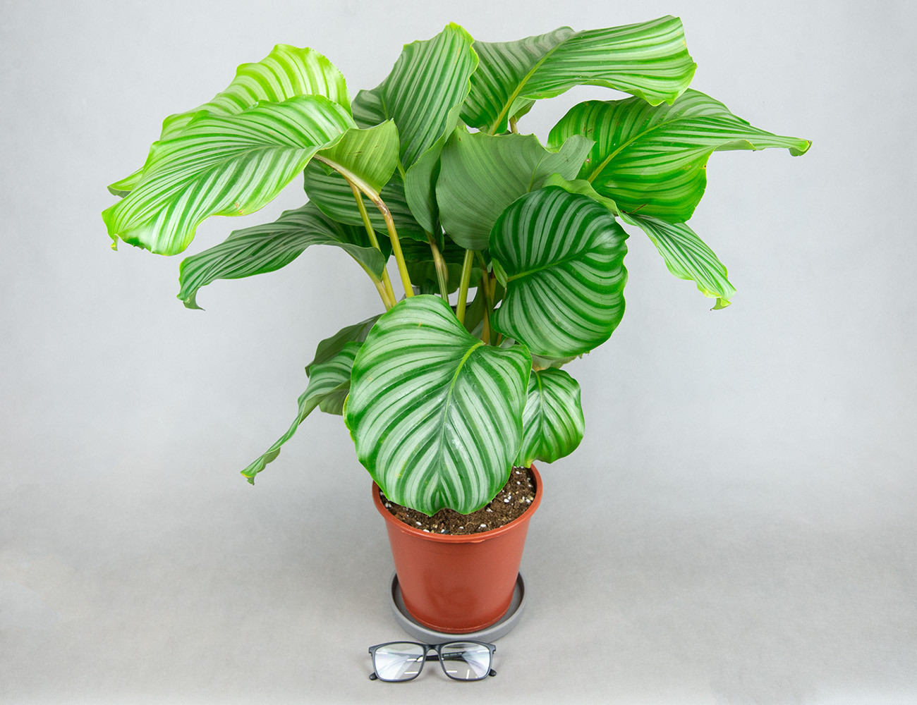 Калатея Орбифолия Ø19