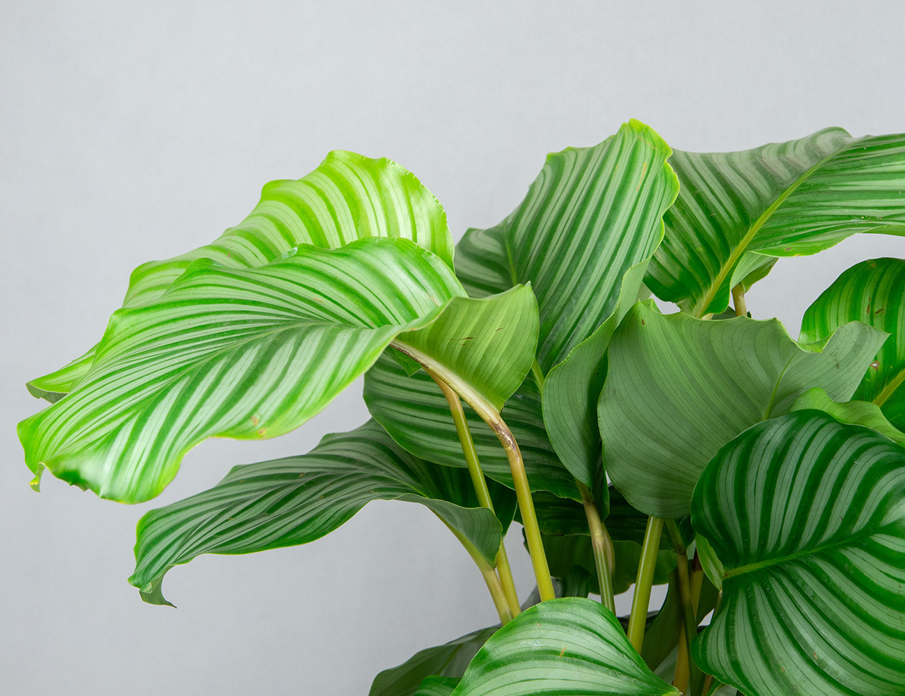 Калатея Орбифолия Ø19