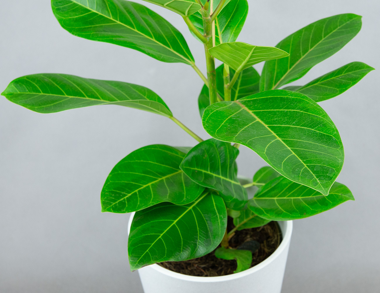 Фикус Альтиссима Ø17