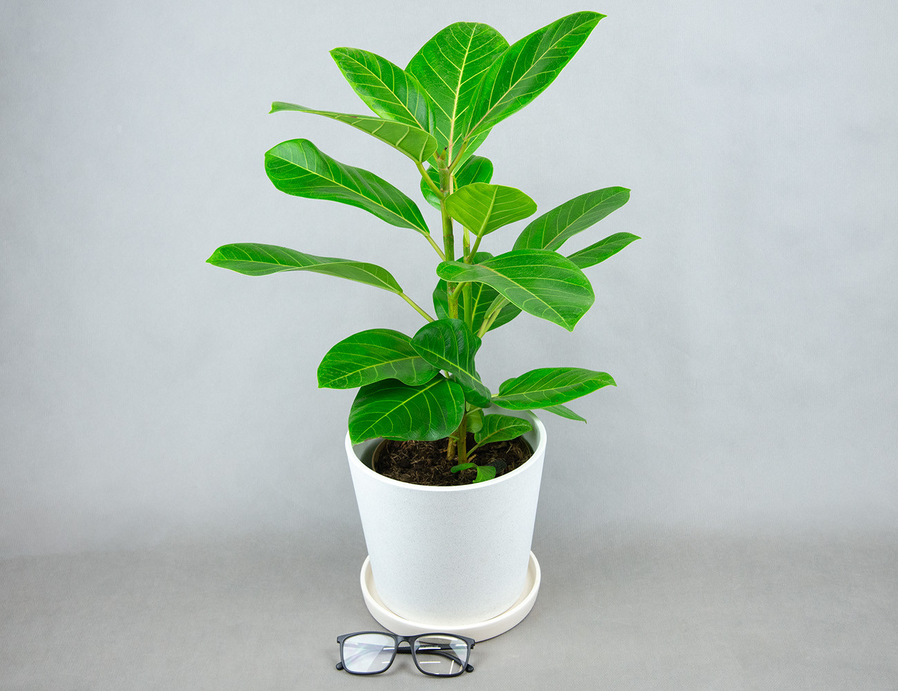 Фикус Альтиссима Ø17