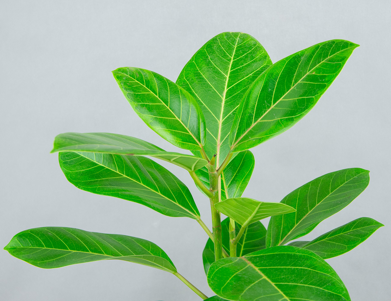 Фикус Альтиссима Ø17