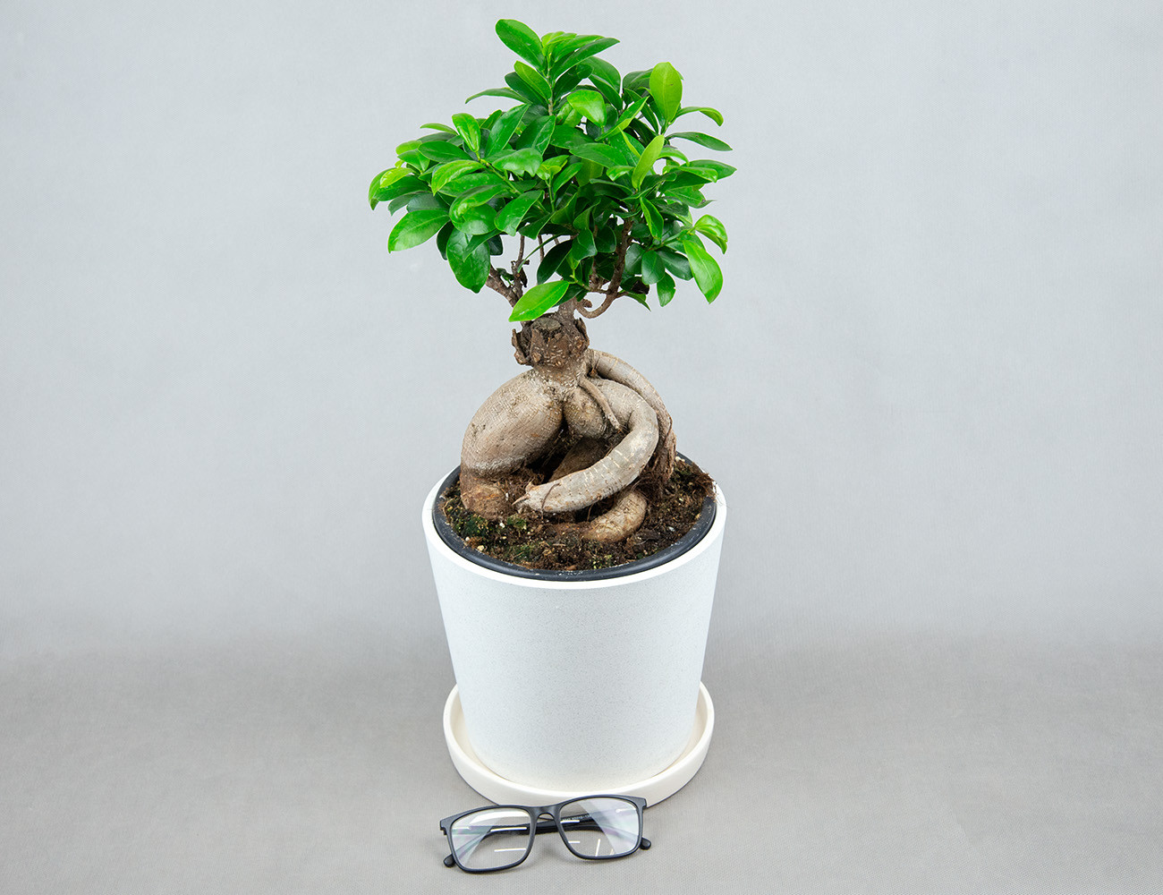 Фикус Микрокарпа Ø19