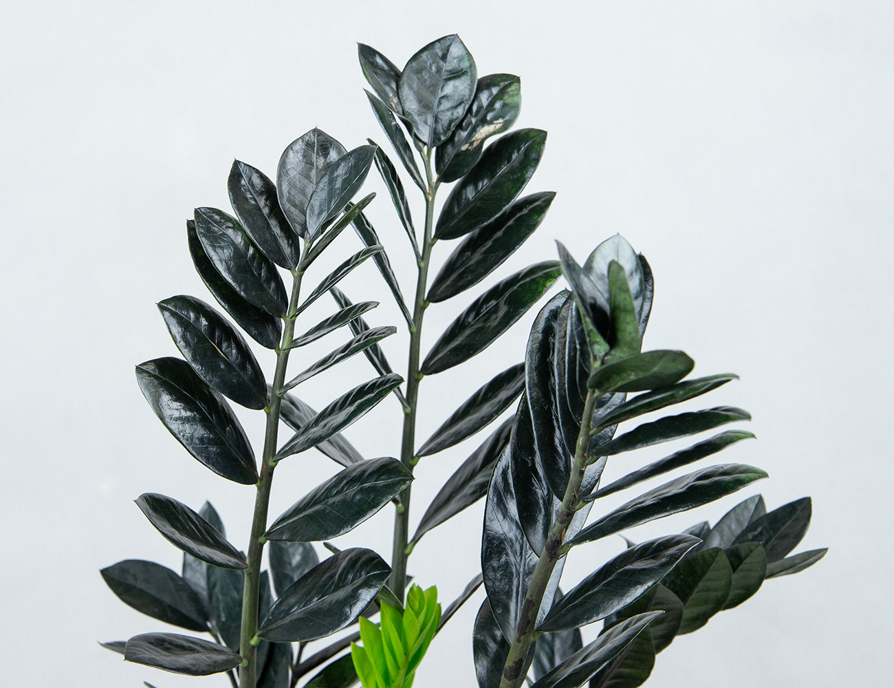 Замиокулькас Рэйвен Ø17