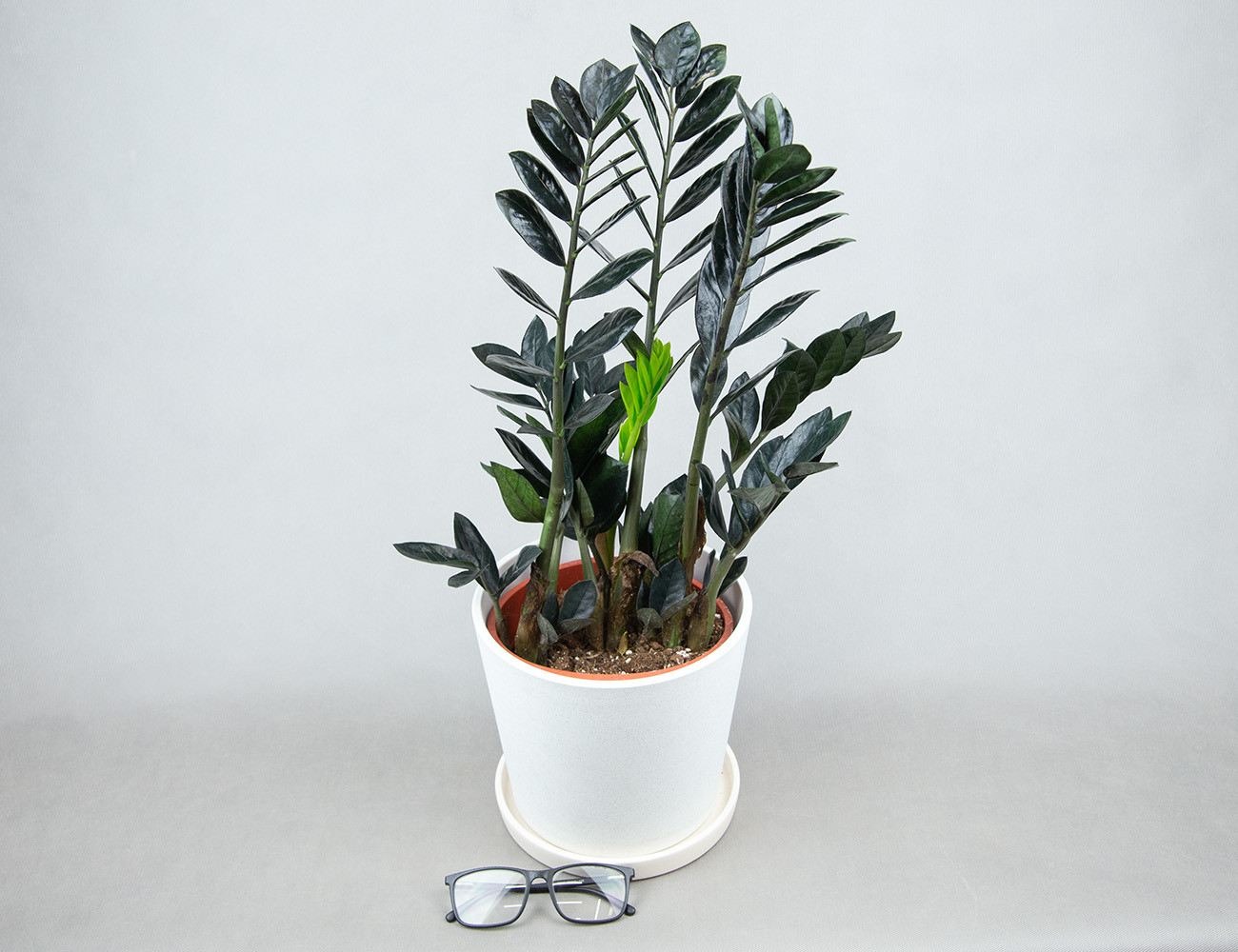 Замиокулькас Рэйвен Ø17