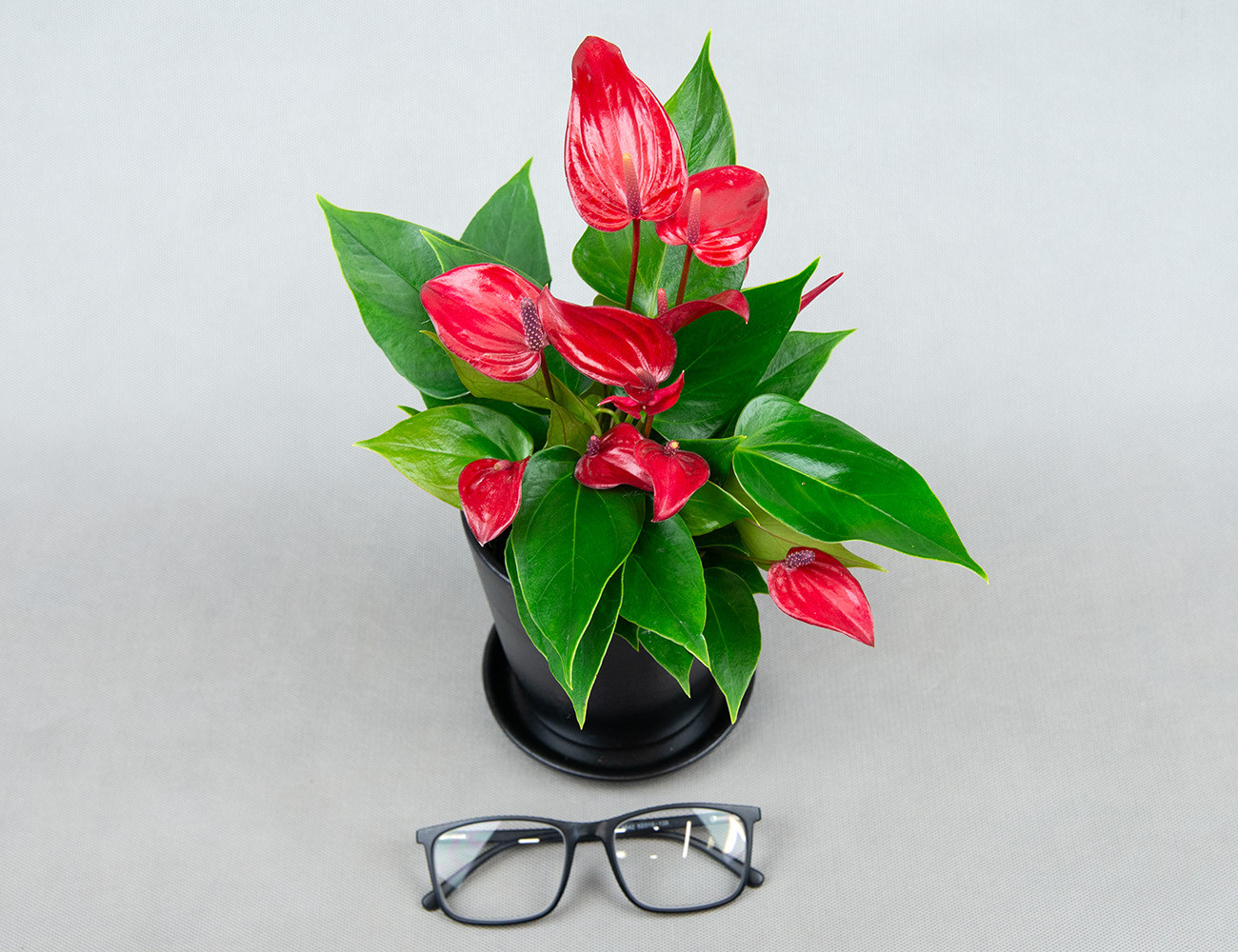 Антуриум Бандерола Лава Ø9