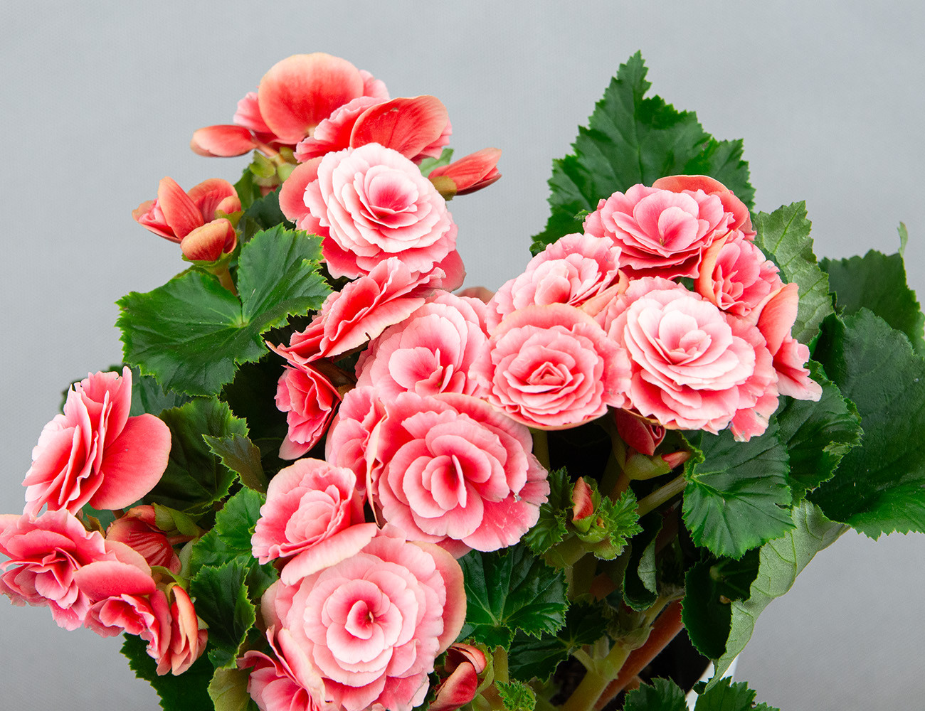 Бегония Элатиор Бориас