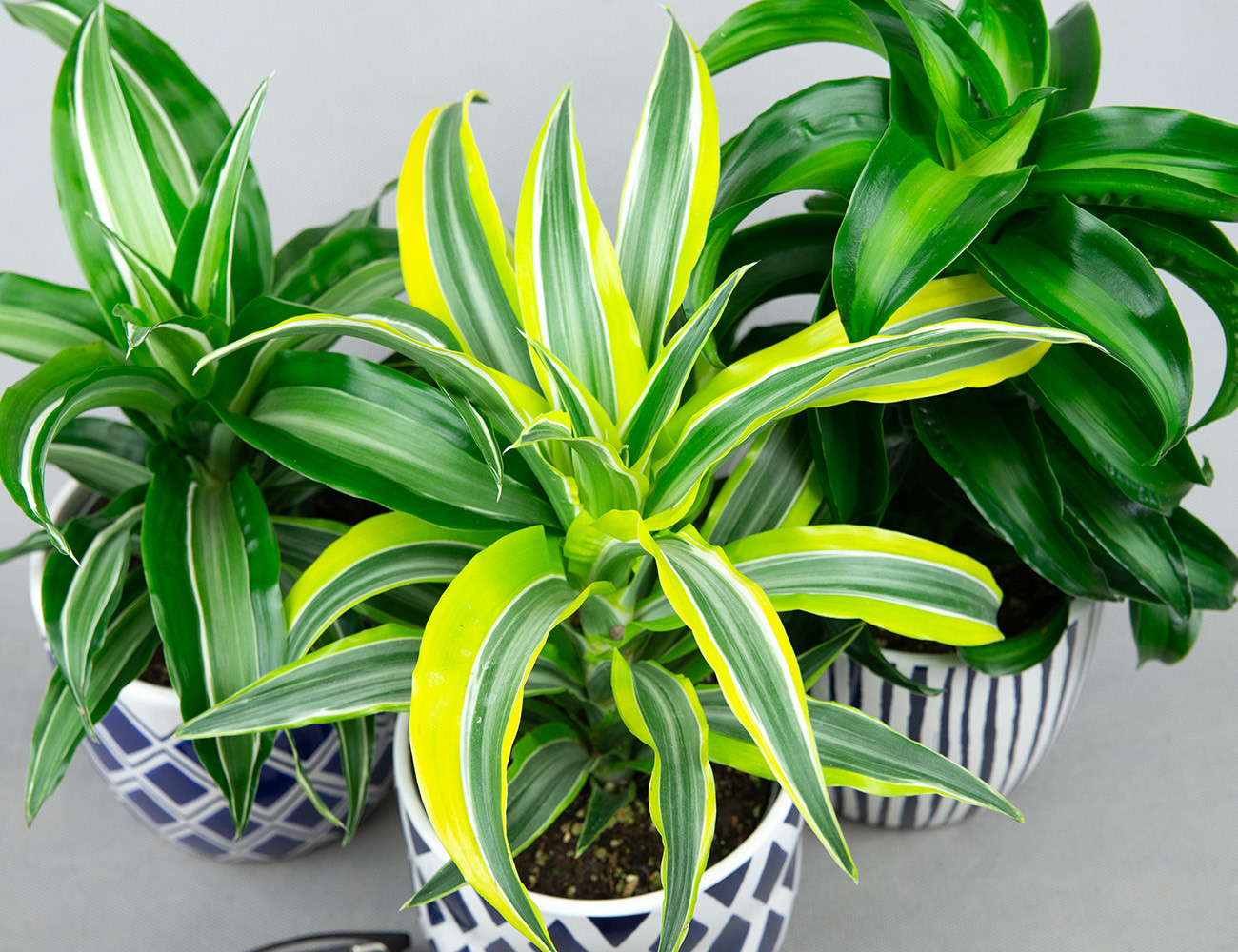 Драцена Драгонтри микс Ø12