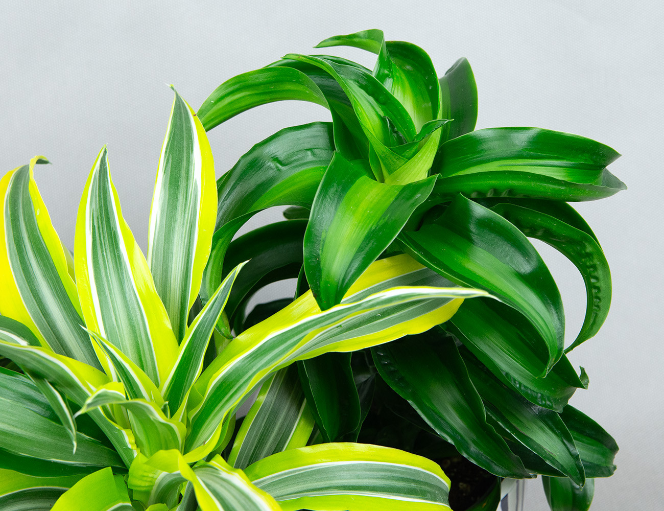 Драцена Драгонтри микс Ø12