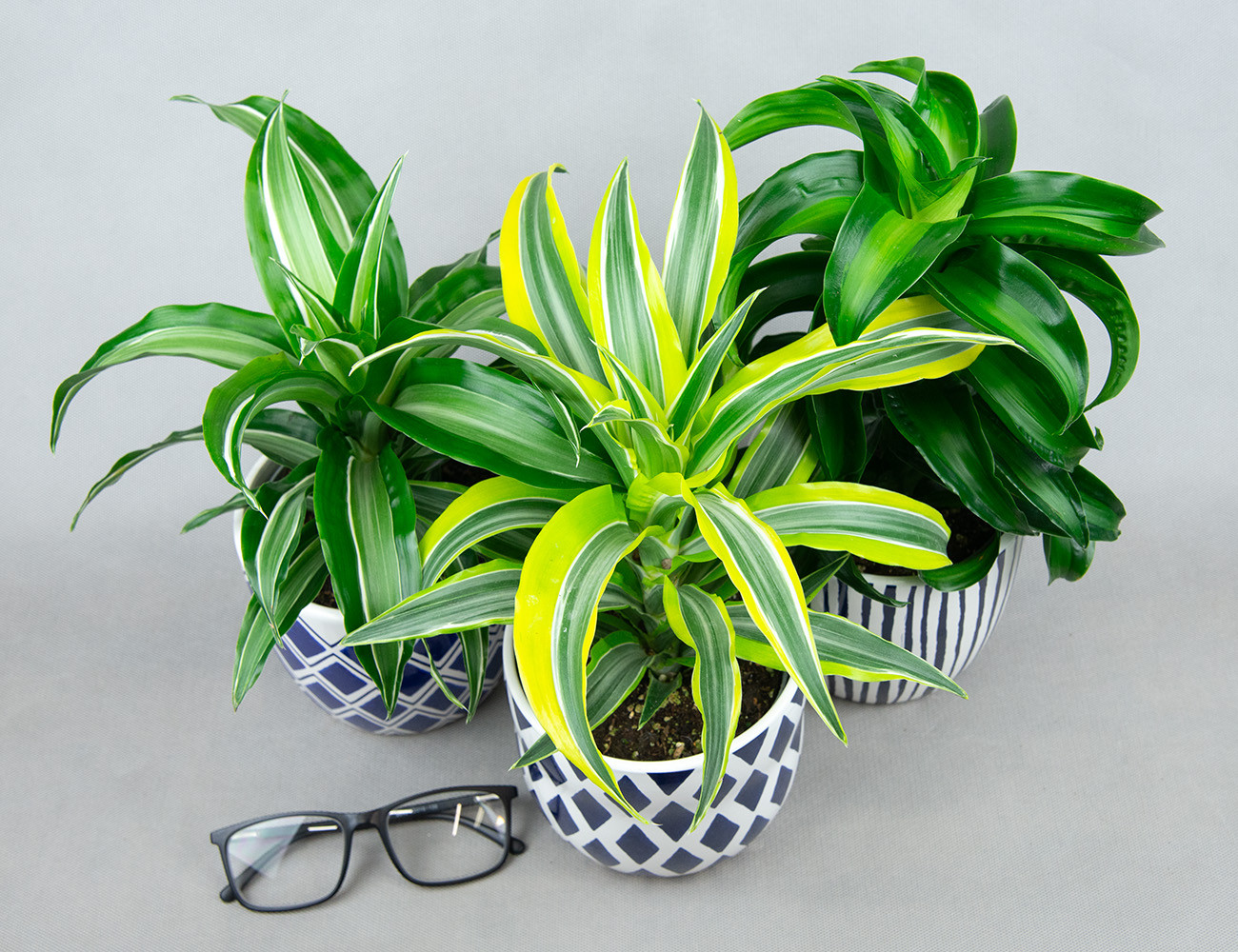 Драцена Драгонтри микс Ø12