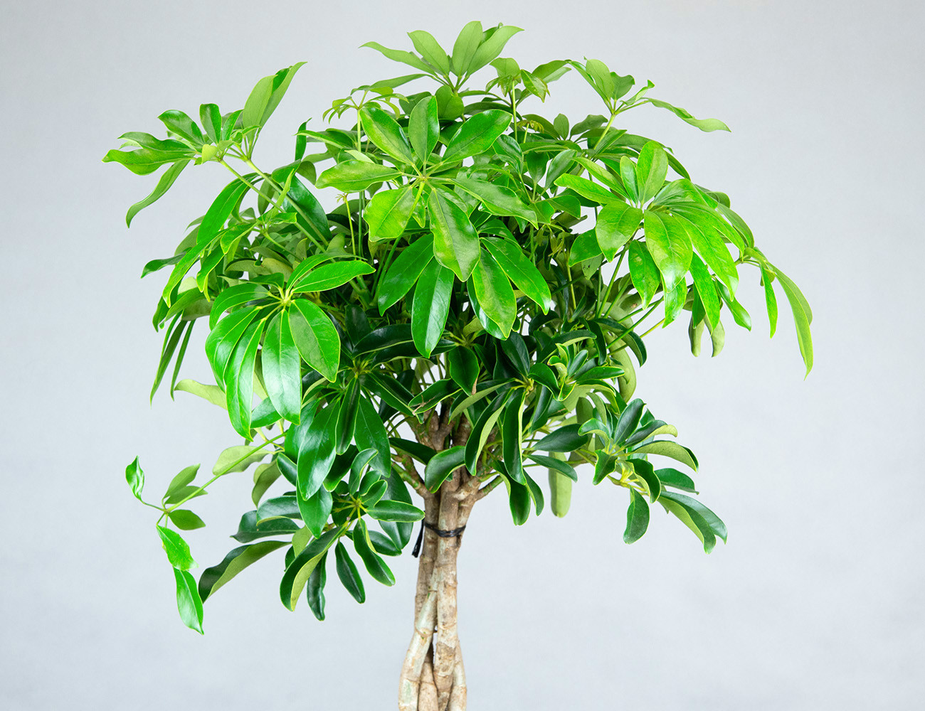 Шеффлера Арборикола Компакта 120 см