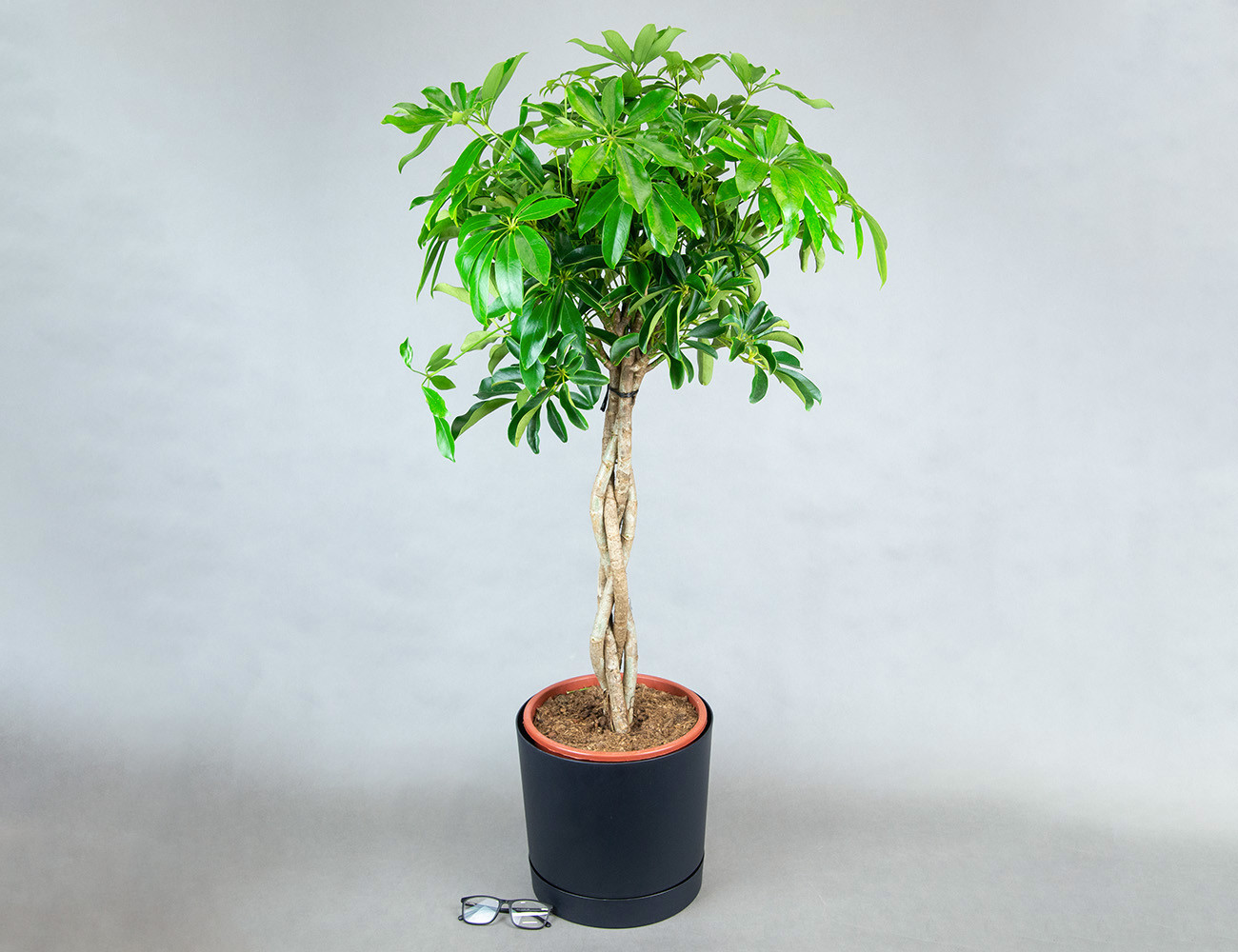 Шеффлера Арборикола Компакта 120 см