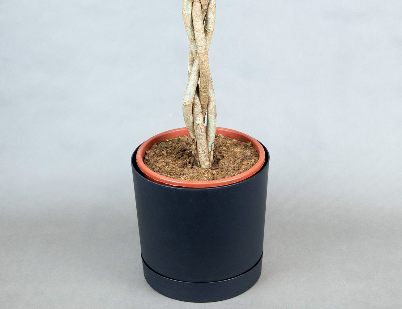 Шеффлера Арборикола Компакта 120 см