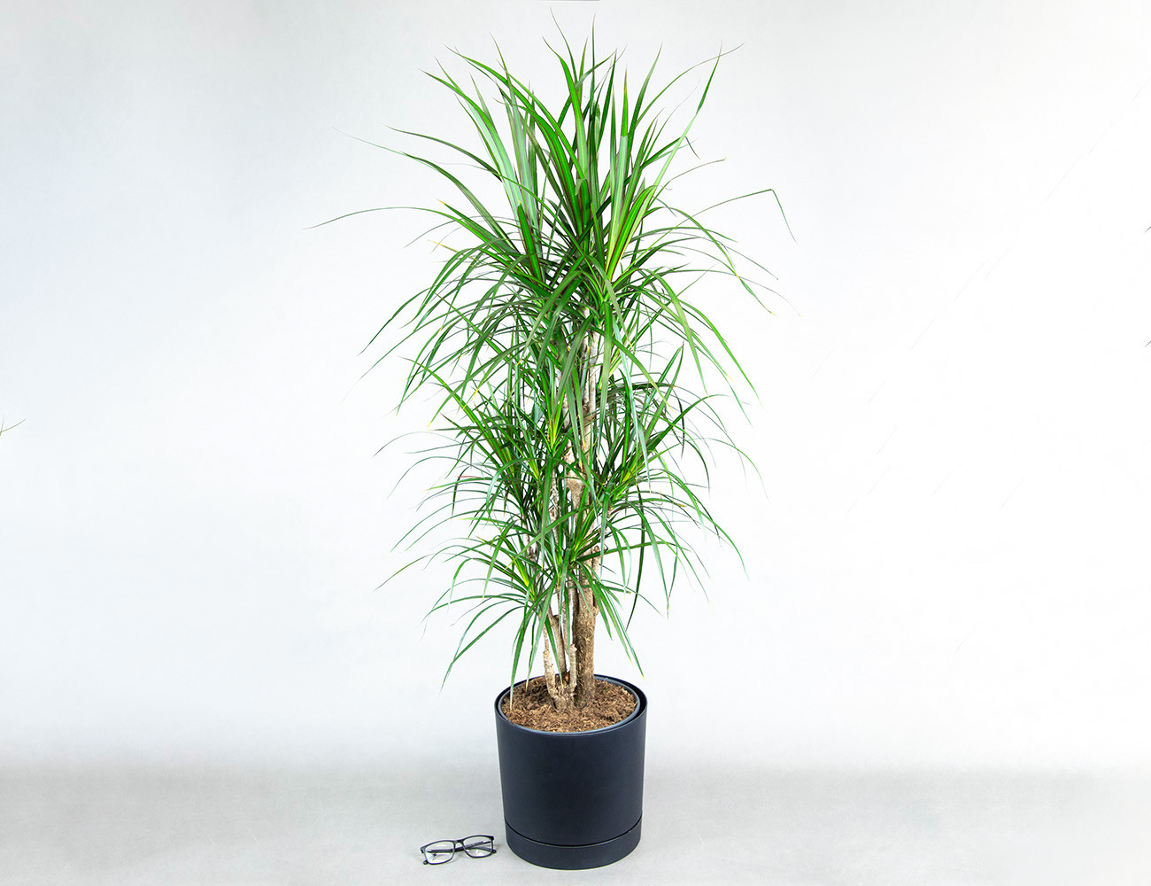 Драцена Маргината разветвленная 140 см