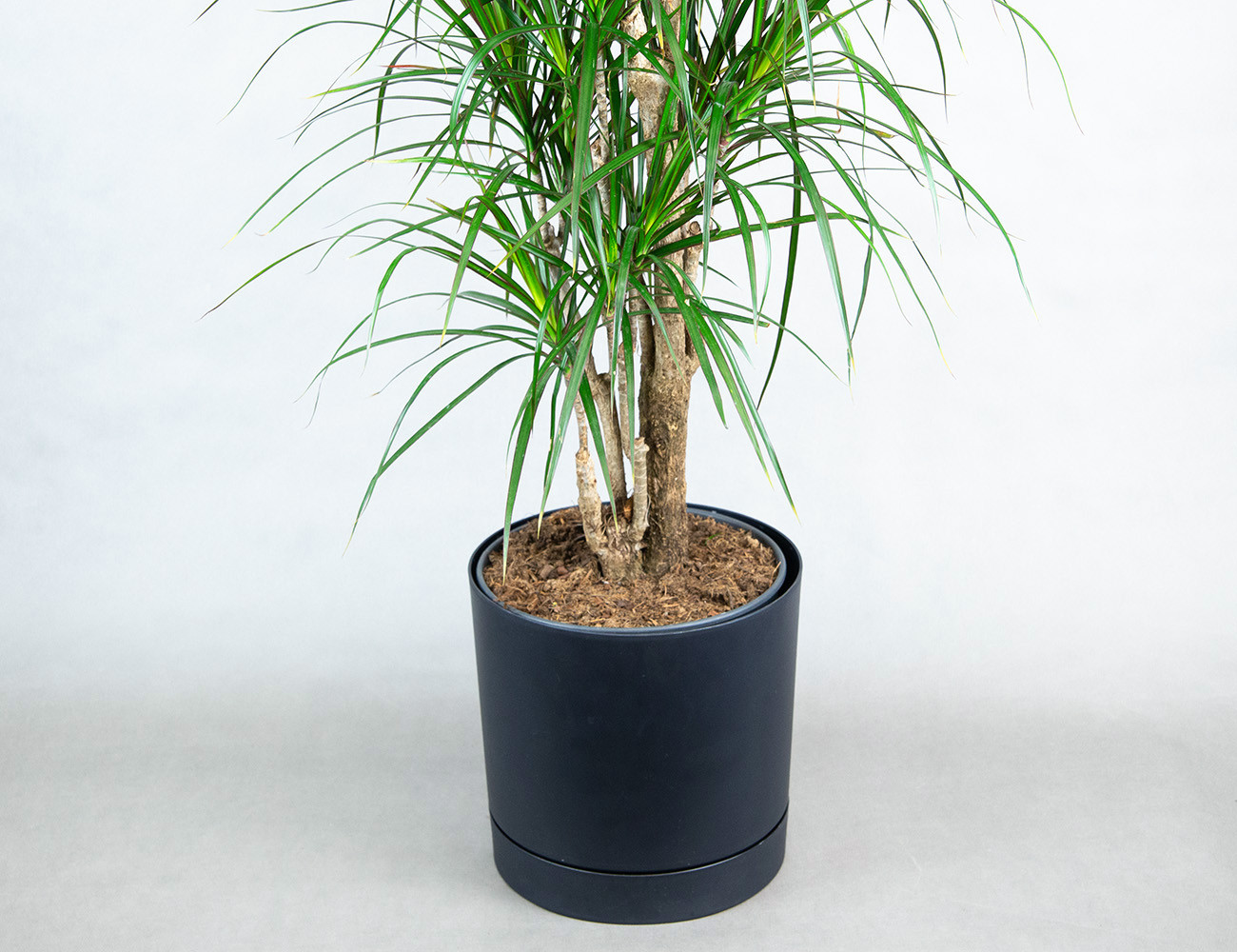 Драцена Маргината разветвленная 140 см