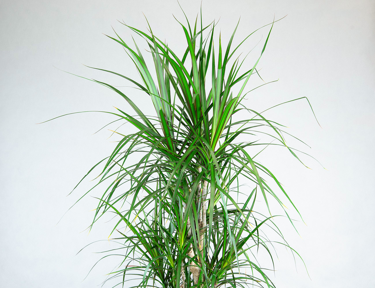 Драцена Маргината разветвленная 140 см