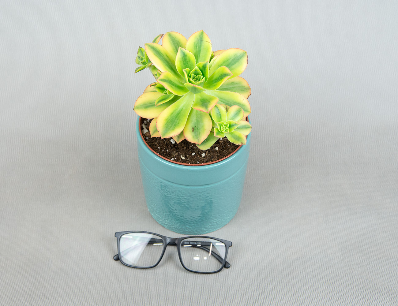 Эониум Starburst Ø13