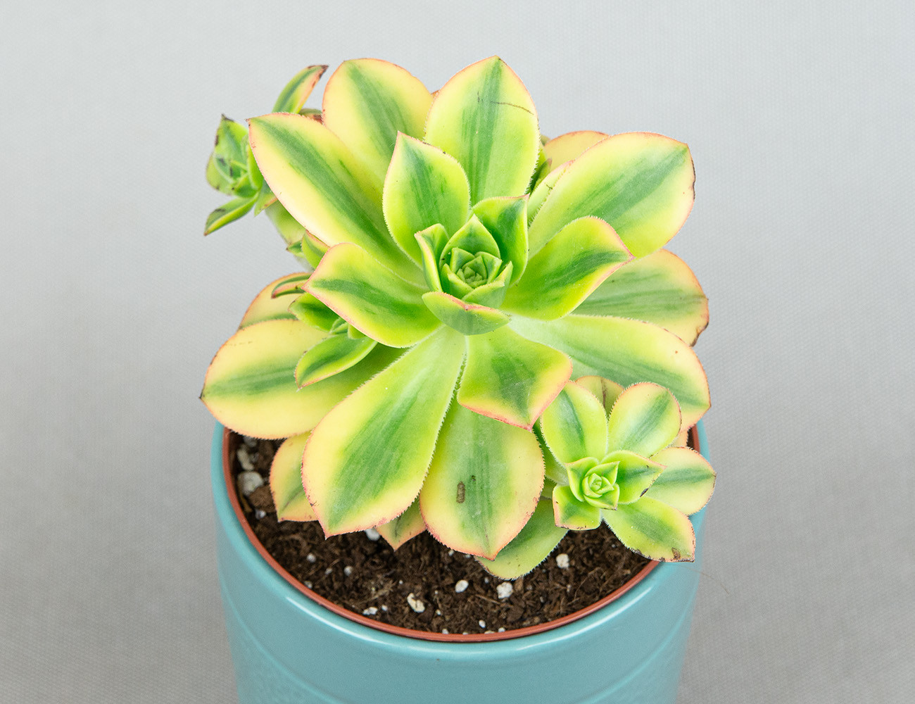 Эониум Starburst Ø13