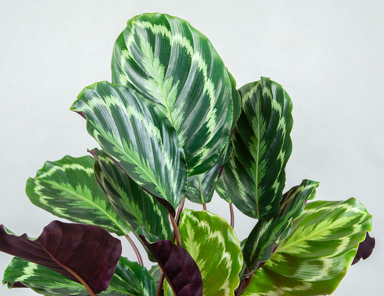 Калатея Медаллион Ø19