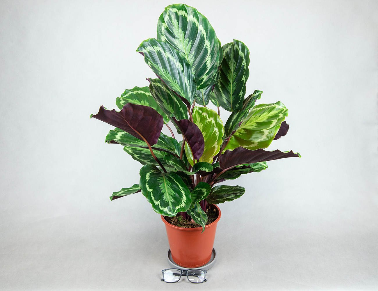 Калатея Медаллион Ø19