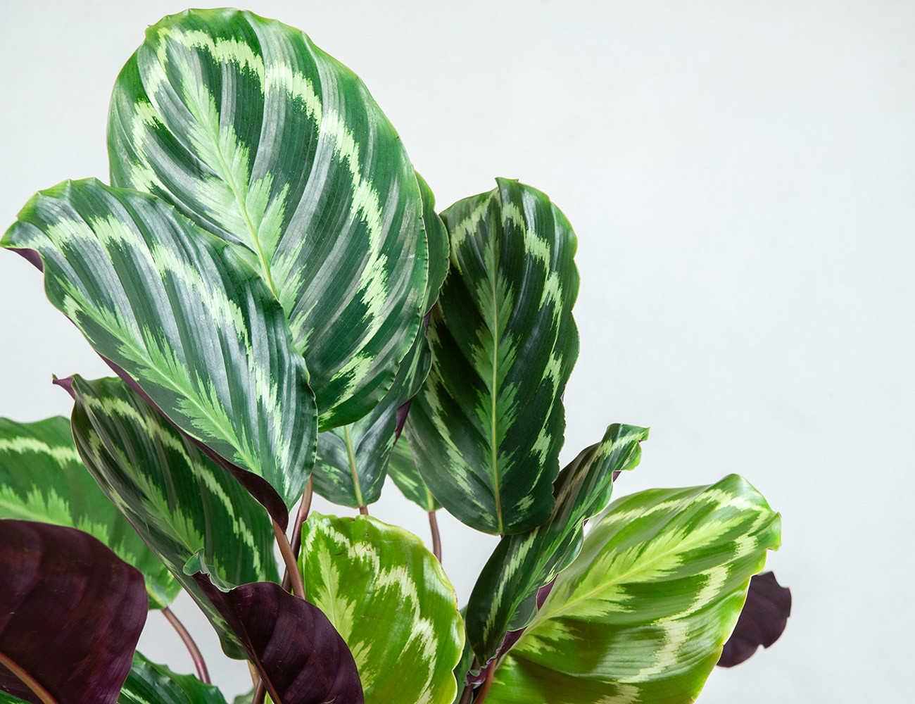 Калатея Медаллион Ø19