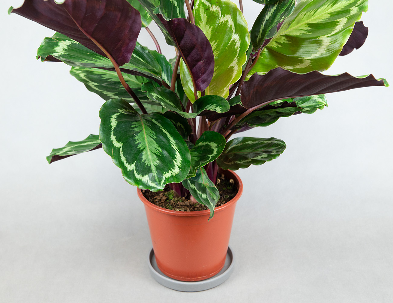 Калатея Медаллион Ø19